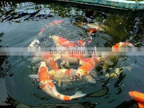 Aquaculture Fish/ Shrimp Pond Denitration Product photo-2