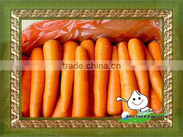 Fresh Shandong Carrot All Size
