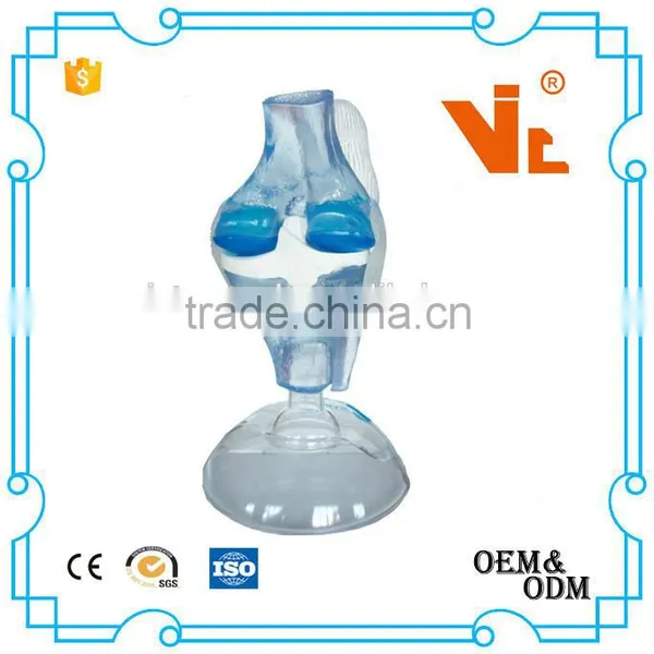 V-AM036 Plastic Human Knee Anatomic Model photo-2