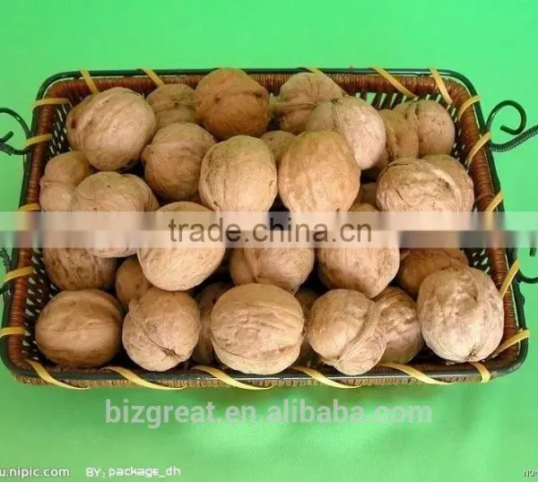 Supply With Chinese Bulk Walnuts in Shell for Sales photo-5