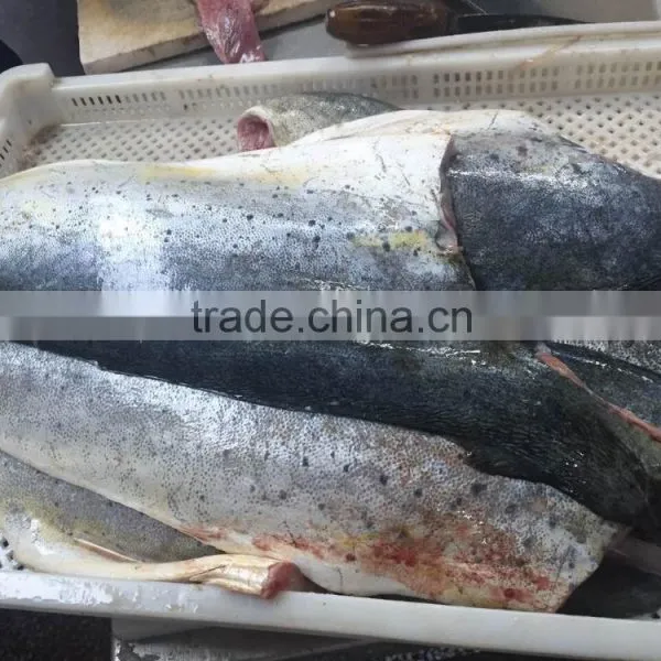 2016 Top Quality Mahi Mahi Fillets From China photo-2