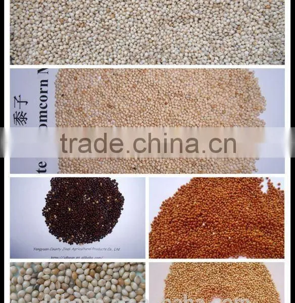 High Quality White Broomcorn Millet (glutinous Broom Corn/proso Millet) photo-4