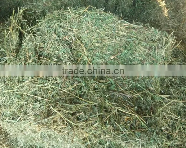 Premium Grade A Alfalfa Hay Lucerne Quality