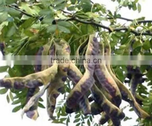2015 Gleditsia Sinensis Lam Seeds For Growing photo-2