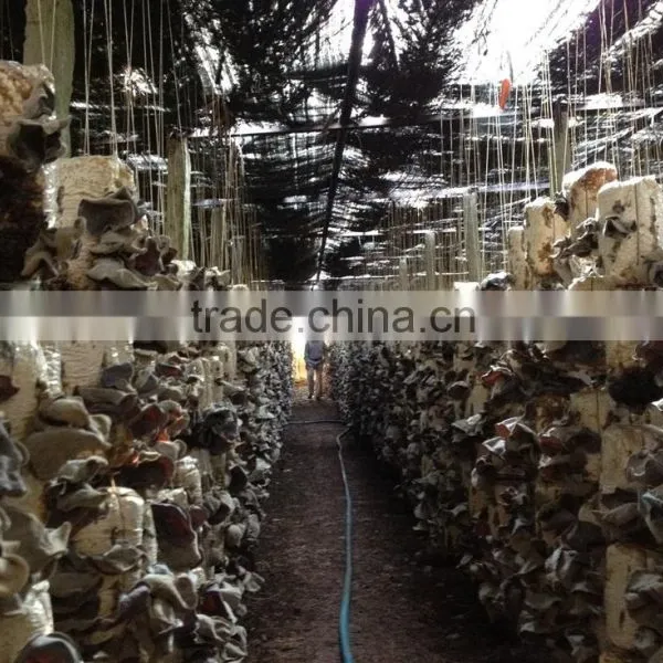 Dried Black Fungus; Champignon Noir; Mu-Err Pilze, Wood Ear Mushroom photo-3