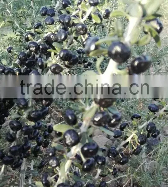 Raw Wild Black Goji Seeds for Planting Organic Goji Berry Seeds photo-6