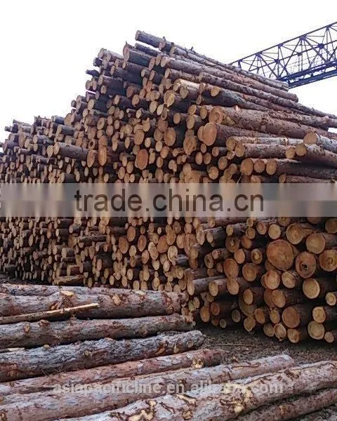 Timber Log / Sawlogs / Wood Round Logs / LARCH/BIRCH/SPRUCE/PINE READY FOR EXPORT FROM FAR EAST RUSSIAN PORTS photo-3
