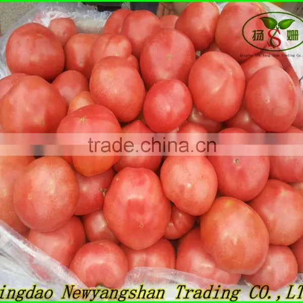 2016 Fresh Tomato/farm Fresh Tomatoes for Sale photo-3