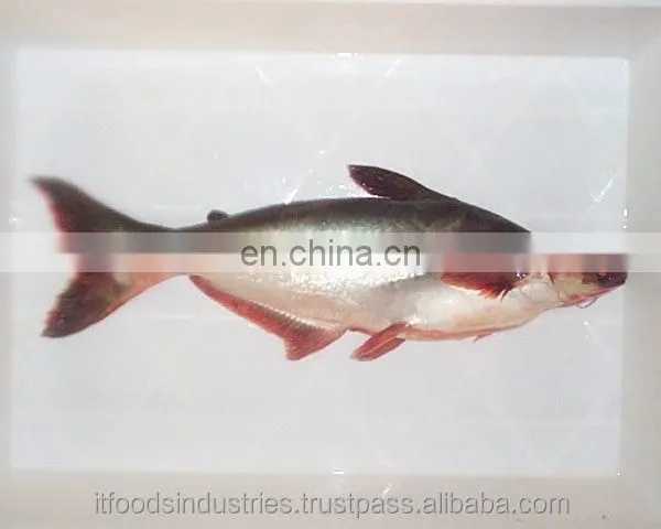 Frozen Pangasius (Pangasius Hypophthalmus) photo-5