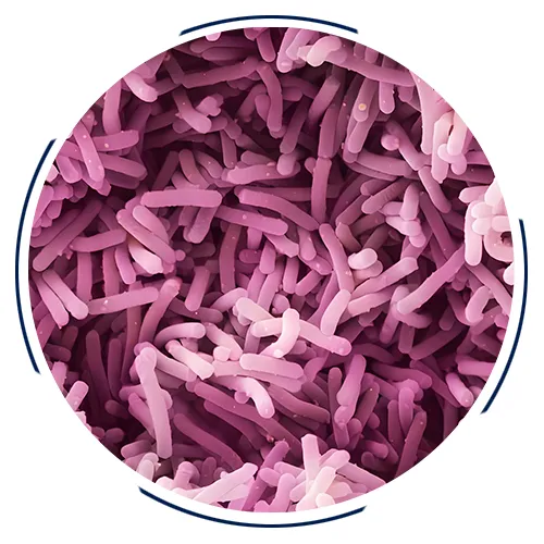Supply Best Lactobacillus Casei​ Probiotic​ photo-3