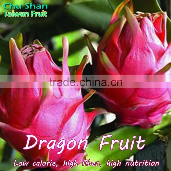 Fresh Dragon Fruit Exporter From Taiwan photo-2