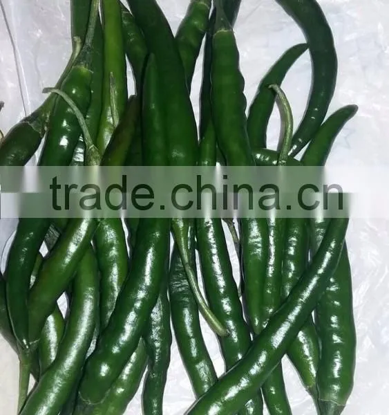 Indian Fresh Long,dark Green and Spicy Green Chilli Exporter photo-5