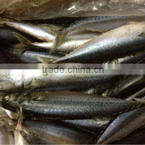 Mackerel