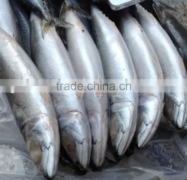 2016 New Caught Whole Round Mackerel 300-400g for Market photo-3