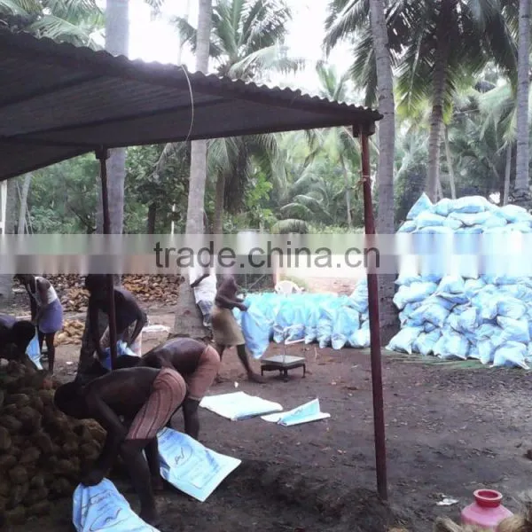 Matured Coconuts photo-3