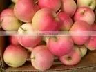Good Quality Red Gala Apple photo-2