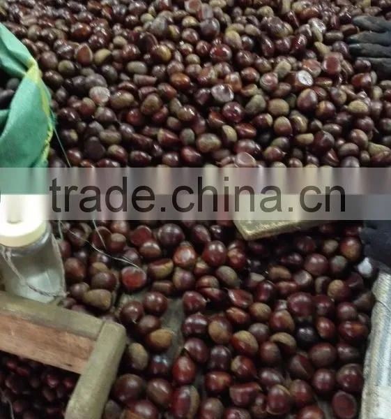 Fresh Chinese Chestnut photo-4