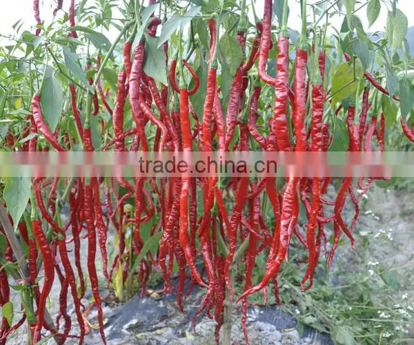 Hot Sale Hybrid High Yield Chili Pepper Seeds-Jiao Long photo-3