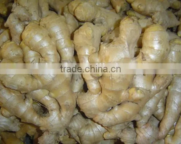 Fresh Ginger Needed photo-4