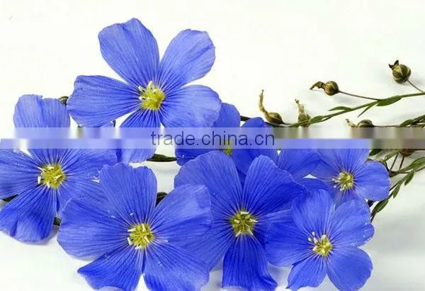 100% Nature and Pure Flaxseed Oil photo-2