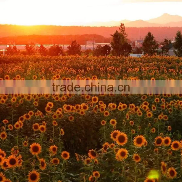 Calcium Ammonium Nitrate Fertilizer /CAN CAS No.13477-34-4 photo-6