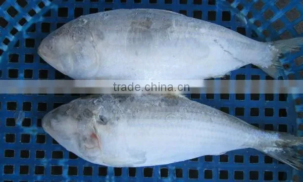 FRESH FROZEN SARDINE FISH OF ALO SEAFOOD photo-3