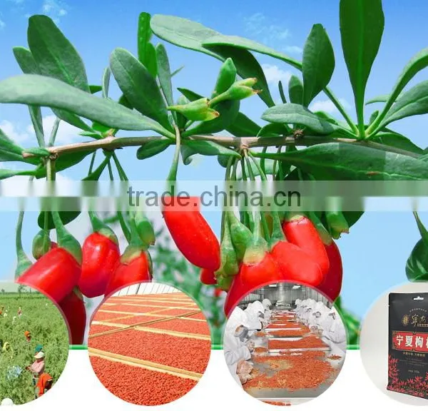 100% Pure Natural Green Goji Berry Tea For Weight Loss photo-5