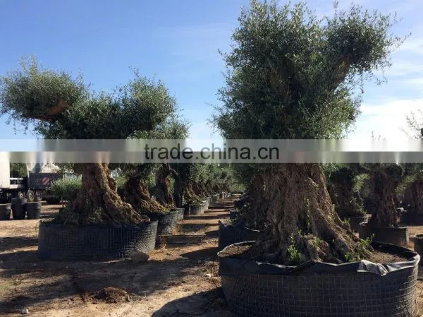 Olive Tree "Lechin"- Olea Europaea "Lechin" photo-3