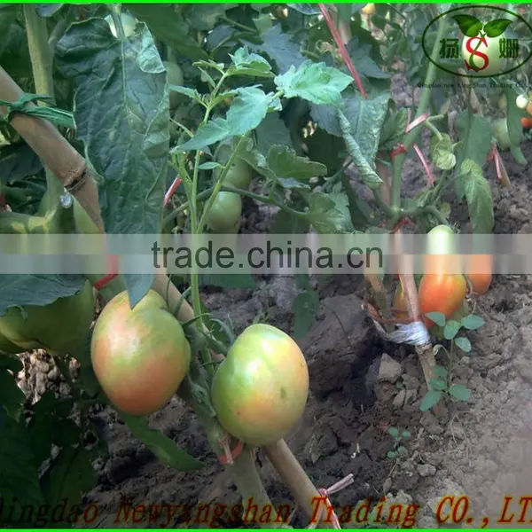 (HOT) TOMATO/TOMATOES/RED TOMATO photo-2