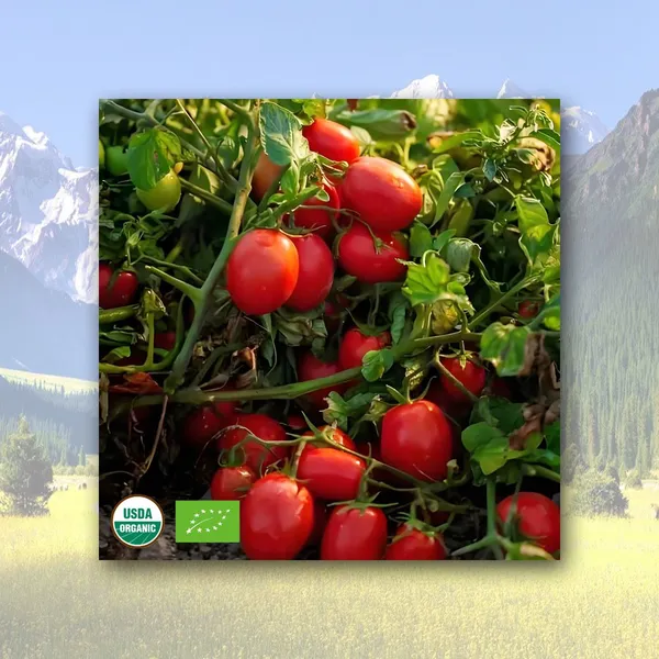 Organic 28/30 Brix Tomato Paste Concentrate in Drum Packaging Cold/Break Hot Bulk Packed photo-4