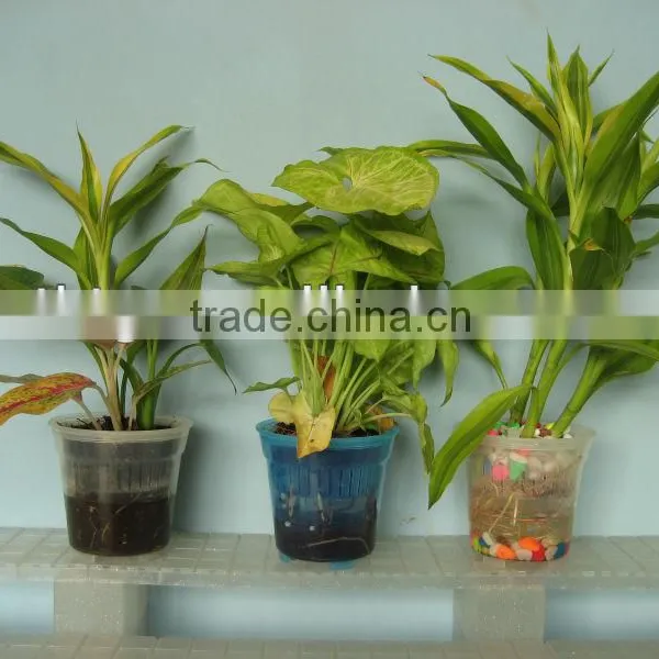 Water and Soil of Bonsai for Office or Garden