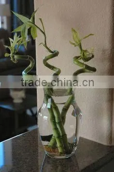 40cm Spiral Lucky Bamboo Ornamental Plants