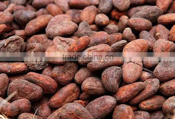 CACAO BEANS CRIOLLO