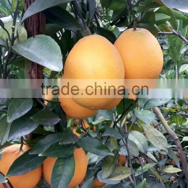 Fresh Gannan Navel Orange, Best Quality China Navel Orange photo-3
