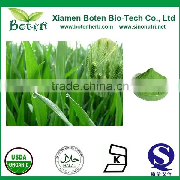 Natural Barley Wheatgrass Juice Extract/Barley Wheatgrass Powder/barley Wheatgrass Extract photo-2