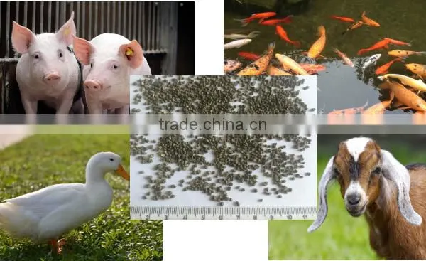 Dry Kelp Meal, Animals Feed Supplement , Kelp Seaweed Powder / Kelp Meal photo-4