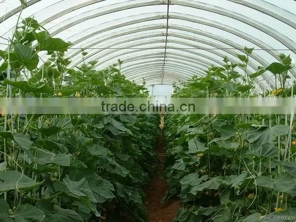 100mm Pvc Plastic Film Covered Tunnel Greenhouse For Private Agicultural Planting photo-3