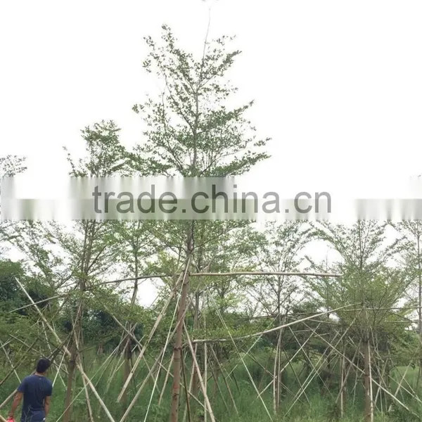 Terminalia Mantaly photo-2