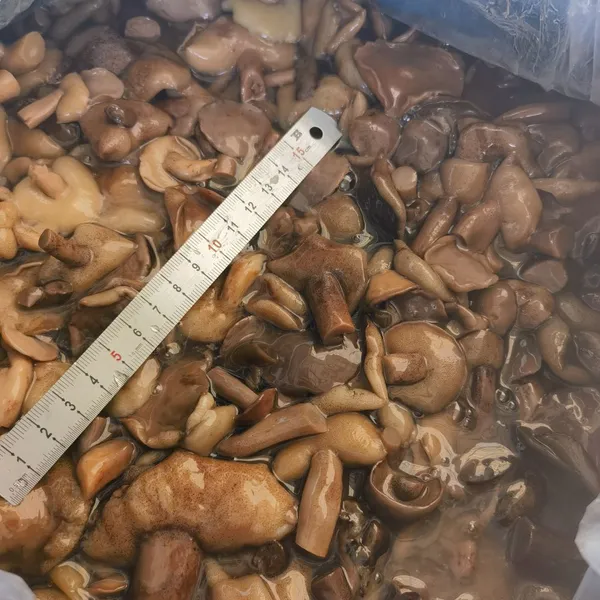 SUILLUS GRANULATUS IN BRINE photo-3