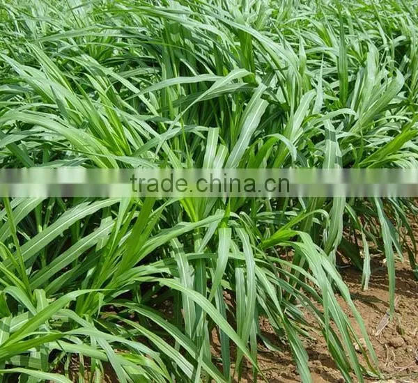 Warm Season Hybridized Chinese Pennisetum Grass Seeds