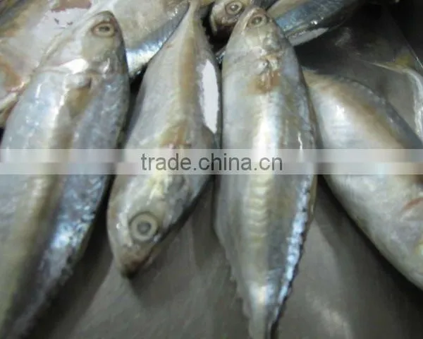 Spanish Mackerel photo-2