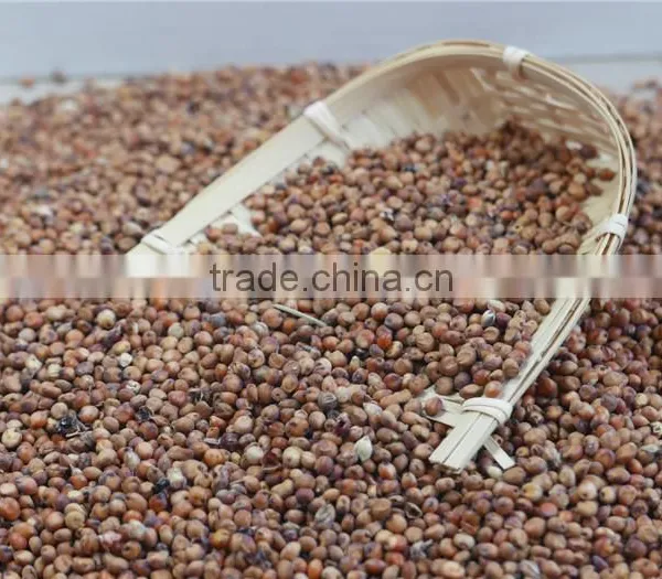 Red Sorghum With High Quality And Cooperate Price From China photo-5