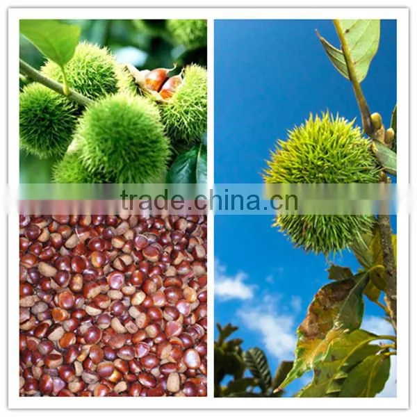 2016 Crop Fresh Chestnuts