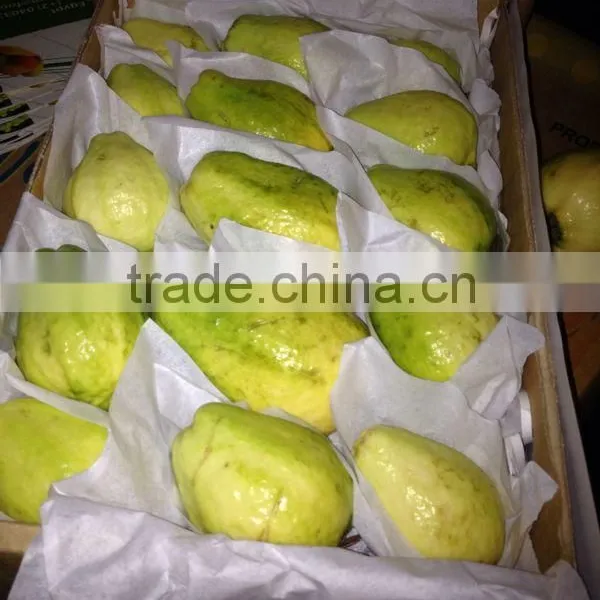 Fresh Guava for Exporting Best- Selling photo-3