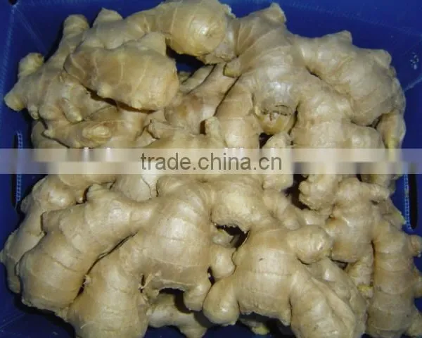 Fresh Ginger Needed photo-2
