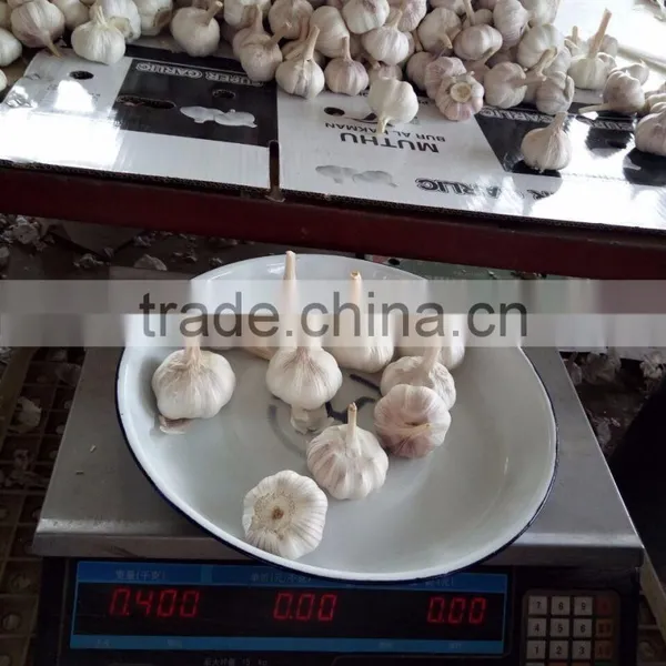 YUYUAN Brand Hot Sail Fresh Garlic Black Garlic Buy