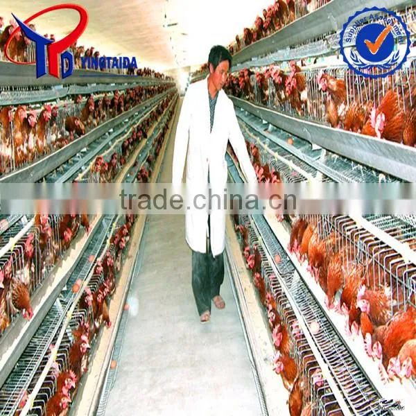 Chiken photo-3
