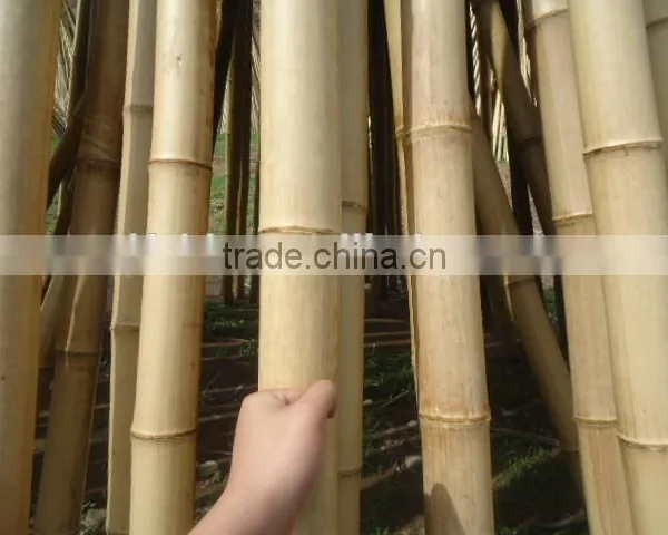 Raw and High Quality Bamboo Pole. photo-2