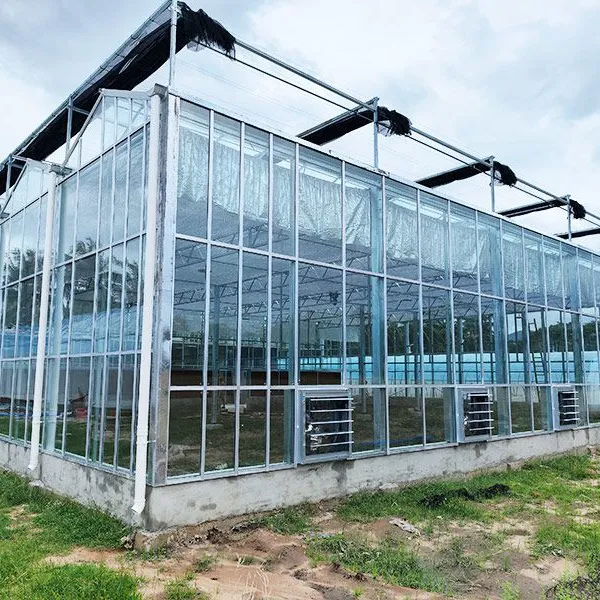 Diffused Glass Roof Panels for Optimal Light Distribution in Greenhouses photo-5
