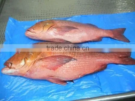 RED SNAPPER photo-4